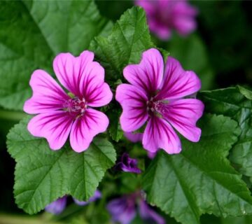 گل پنیرک برای سرماخوردگی