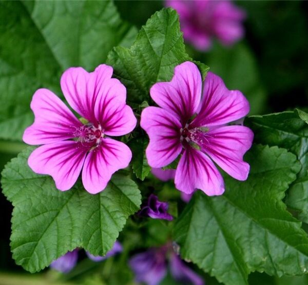 گل پنیرک برای سرماخوردگی