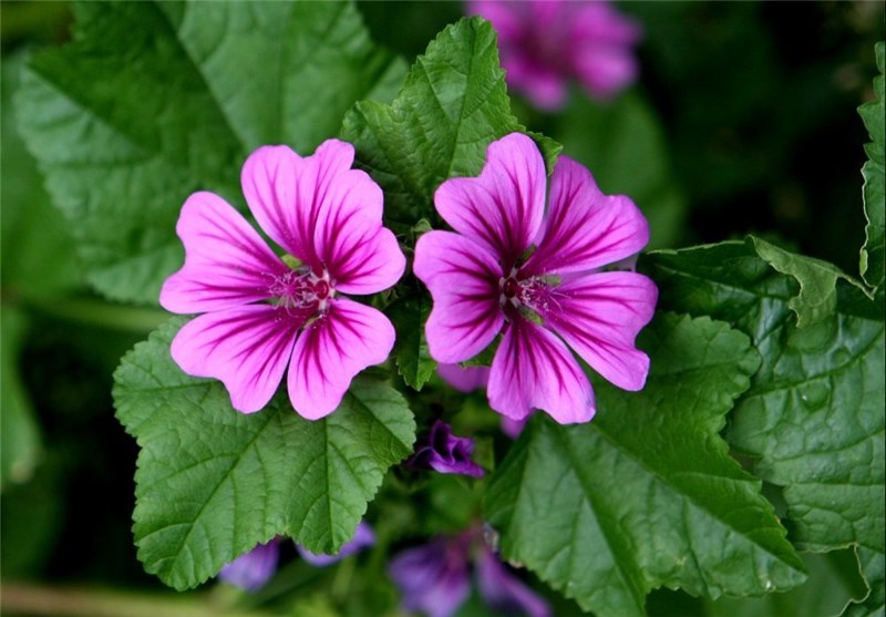 های عطار - فروشگاه های عطار بزرگترین پخش انواع ادویه و دمنوش در ایران گل پنیرک برای سرماخوردگی