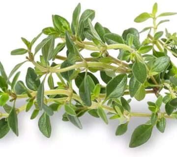 خواص آویشن برای سرماخوردگی