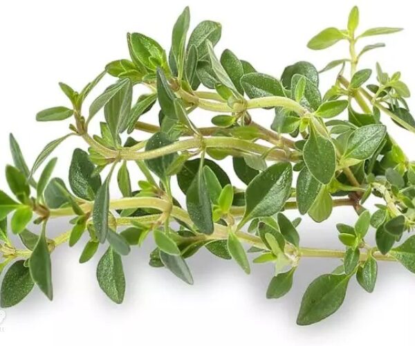 های عطار - فروشگاه های عطار بزرگترین پخش انواع ادویه و دمنوش در ایران خواص آویشن برای سرماخوردگی